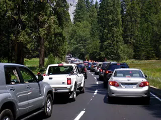 Traffic in the forest